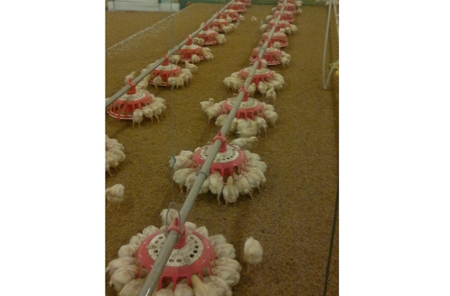 索盤環繞盤式種雞喂料系統