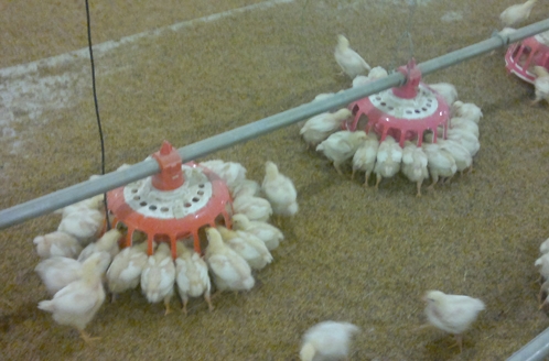 索盤環繞盤式種雞喂料系統