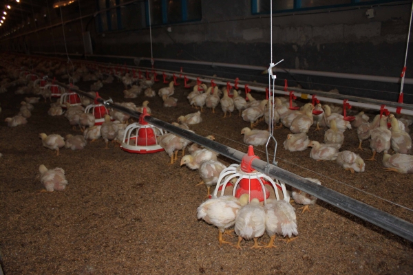 商品雞盤式驅動